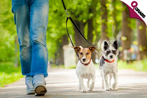 For QR39 Take em' Out with a Dog Walking Online Course! (QR442 Value)